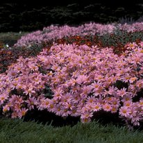 pink chrysanthemums with a shrub growth habit