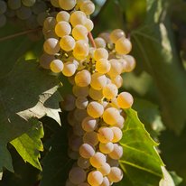 Frontenac blanc grapes on a vine. Grapes are dusty light green in color.