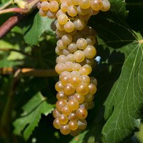 Itasca grapes on a vine. Grapes are dusty light green in color.