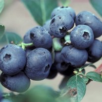 Northblue blueberries