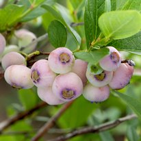Pink Popcorn blueberries. Berries are light pink in color