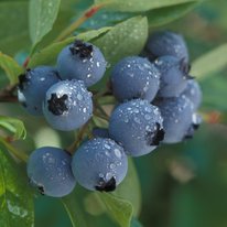 St Cloud blueberries