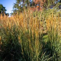 Golden Harvest ornamental grass