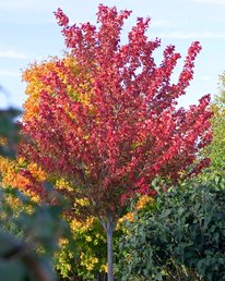 Autumn Spire tree. Tree is small with bright red leaves