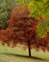 Autumn Splendor tree. Tree is covered in bronze and orange leaves.