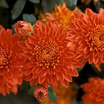 Burnt copper chrysanthemum. Flowers are orange bronze in color