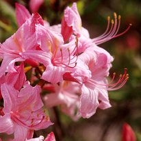 Candy lights azalea. Flowers are pink in color