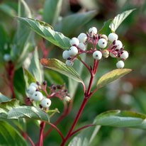 Cardinal dogwood. Stems are red with white berries