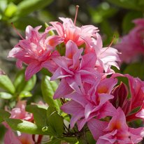 Electric lights azaleas. Flowers are pink in color