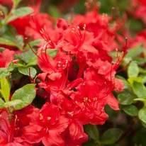 Electric lights azaleas. Flowers are bright red in color
