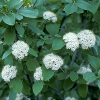 Emerald Triumph Viburnum. Plant has green leaves and clusters of small, white flowers.