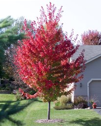 Firefall Freedom tree. Tree is small with bright red leaves.