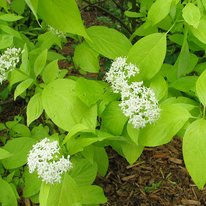 Garden Glow dogwood. Plant has green leaves with small clusters of white flowers.