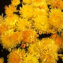 Gold country chrysanthemum. Flowers are peachy yellow in color.