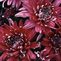 Grape glow chrysanthemum. Flowers are bright rosy purple in color.