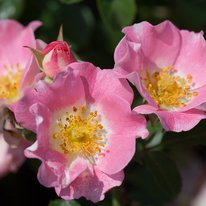 Northern Accents® Lena roses. Flowers are pink with yellow and white centers.
