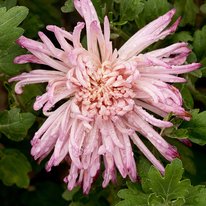 Lindy chrysanthemum. Flowers are lavender pink in color.