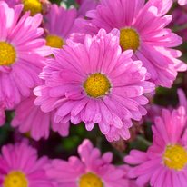 Mammoth Lavender Daisy chrysanthemum. Flower is bright pink with a yellow center