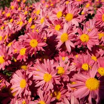 Mammoth Red Daisy chrysanthemums. Flowers are red with yellow centers