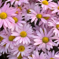 Mammoth Twilight Pink chrysanthemums. Flowers are light pink with yellow centers
