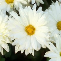 Mammoth White Daisy chrysanthemum. Flower is white with a yellow center