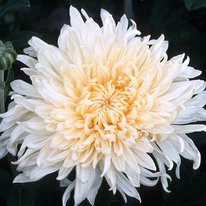 Mellow moon chrysanthemum. Flower is cream in color