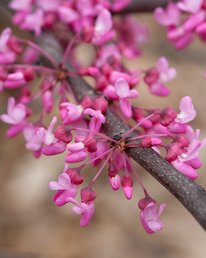 Minnesota strain flowers on a tree branch. Flowers are bright pink.