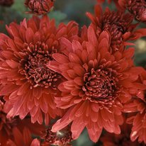Minngopher chrysanthemum flowers, flowers are maroon red in color
