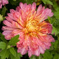 Minnqueen chrysanthemum flower, flower is bright rose pink with a yellow center