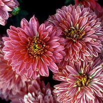 Minnrose chrysanthemum flowers, flowers are deep rose pink
