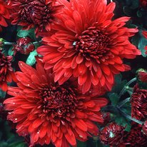 Minnruby chrysanthemum flowers, flowers are ruby red in color