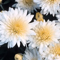 Minnwhite chrysanthemum flowers, flowers are white with a yellow center