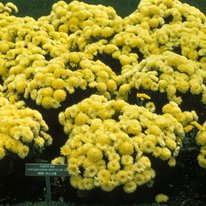 Minnyellow chrysanthemum flowers, flowers are lemon yellow in color