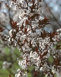 Newport tree branches. Flowers are white surrounded by dark red leaves.