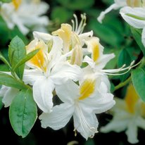 Northern hi-lights azaleas. Flowers are white in color with a yellow center