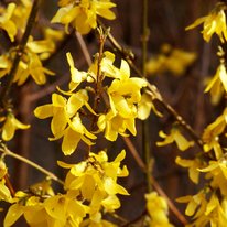 Northern Sun forsythia. Plant has bright yellow flowers and brown stems.
