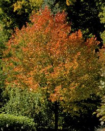 Northwood tree. Tree has orange and light green leaves