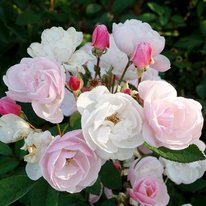 Northern Accents® Ole roses. Flowers are white and light pink.