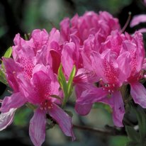 Orchid lights azaleas. Flowers are bright pink in color