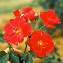 Prairie Fire roses. Flowers are bright red with a yellow center.