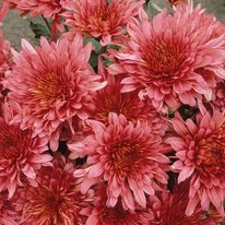 Rose blush chrysanthemum. Flowers are mauve in color.