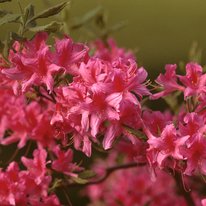 Rosy lights azaleas. Flowers are pink in color.