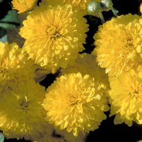 Sesquicentennial Sun chrysanthemum flowers, flowers are bright gold in color