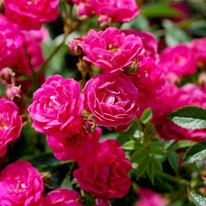 Northern Accent® Sigrid roses. Flowers are deep pink.
