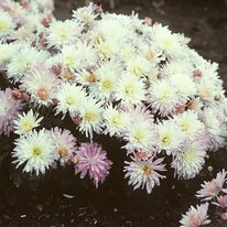 Snowscape chrysanthemum. Flowers are white with yellow centers