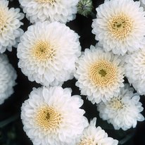 Snowsota chrysanthemum flowers, flowers are white with a cream center