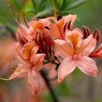 Spicy lights azaleas. Flowers are peach in color