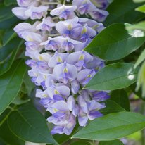 Summer Cascade wisteria. Flowers are lavender in color.