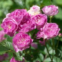 Northern Accents® Sven roses. Flowers are magenta in color.