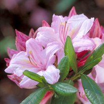 Tri lights azaleas. Flowers are light pink in color